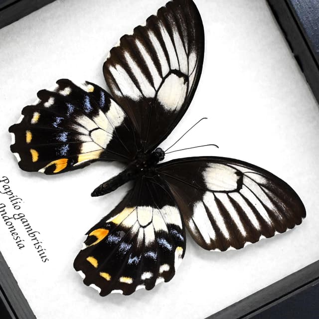 Real XL framed Swallowtail butterfly taxidermy - Papilio gambrisius - female