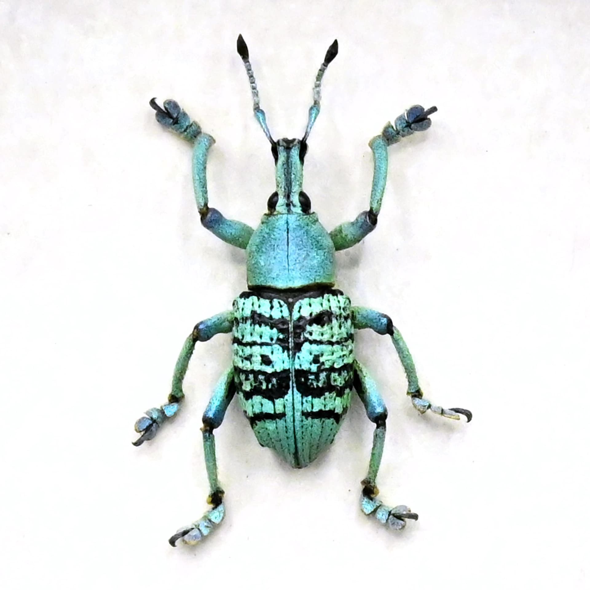 Rare glitter Weevil framed taxidermy - Eupholus quinitaenia