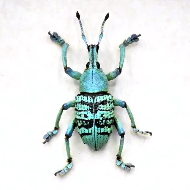 Rare glitter Weevil framed taxidermy - Eupholus quinitaenia