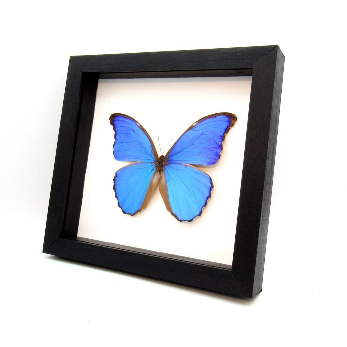 Real giant blue butterfly framed taxidermy - Morpho didius
