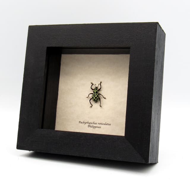 Real green weevil beetle framed specimen - Pachyrhynchus reticulatus