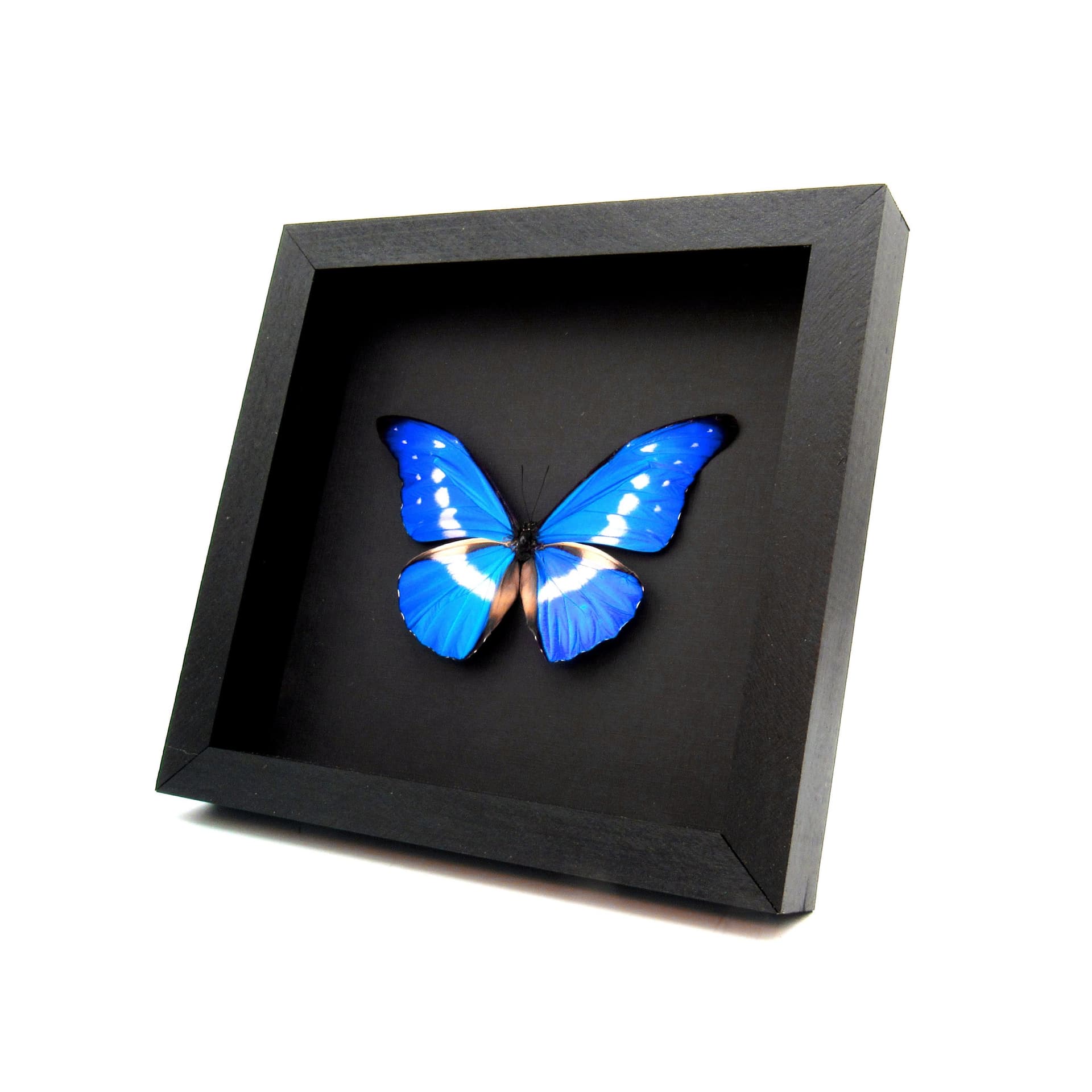 Real metallic blue Morpho butterfly framed taxidermy - Morpho rhetenor helena
