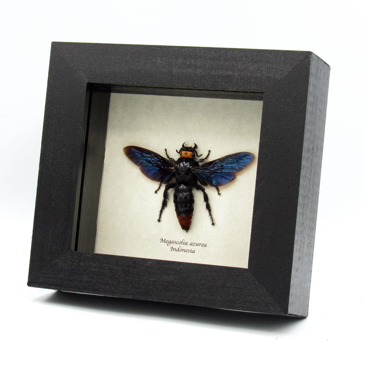 Real Giant wasp framed - Megascolia azurea - female