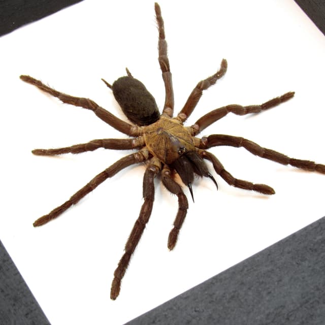 Real New Guinea Black Fury Tarantula spider framed taxidermy - Orphnaecus dichromatus