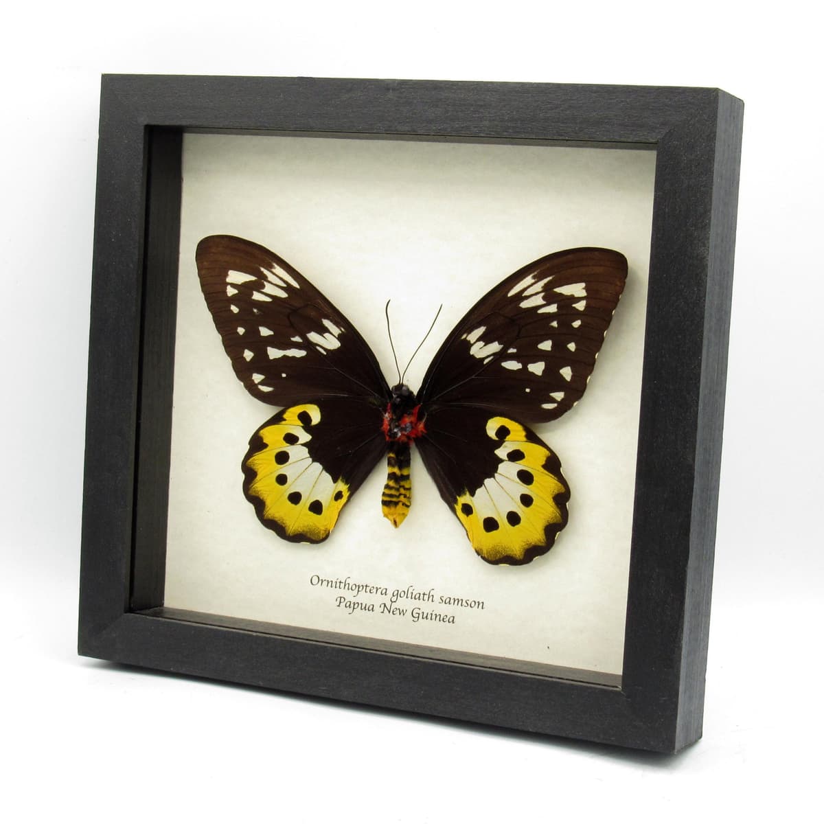 Real MASSIVE Goliath Birdwing butterfly framed taxidermy - Ornithoptera goliath samson - female - 6.85 inch wingspan