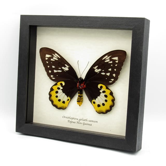 Real MASSIVE Goliath Birdwing butterfly framed taxidermy - Ornithoptera goliath samson - female - 6.85 inch wingspan