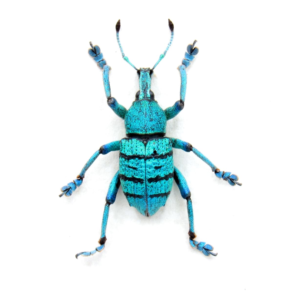 Real large blue weevil framed taxidermy - Eupholus geoffroyi