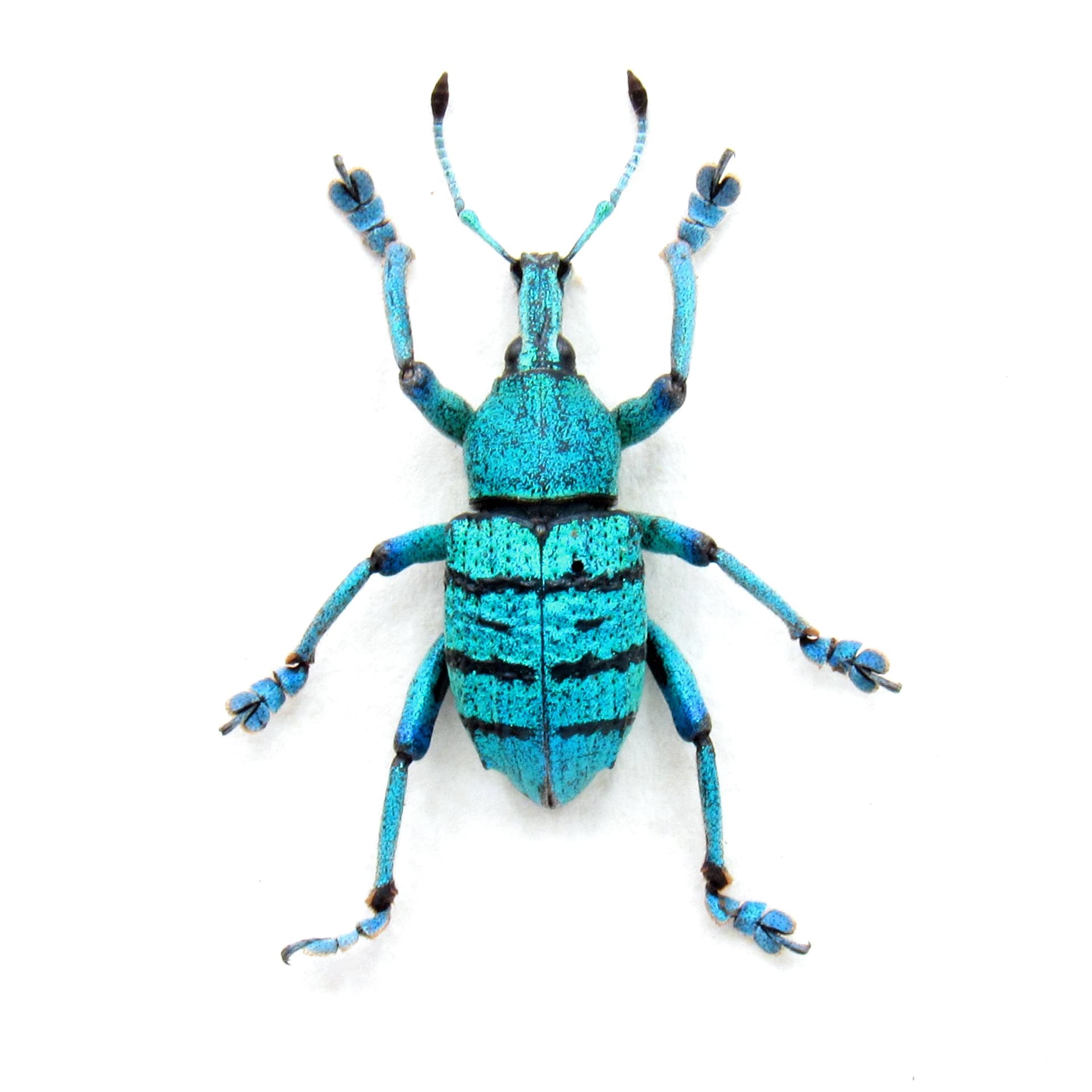 Real large blue weevil framed taxidermy - Eupholus geoffroyi
