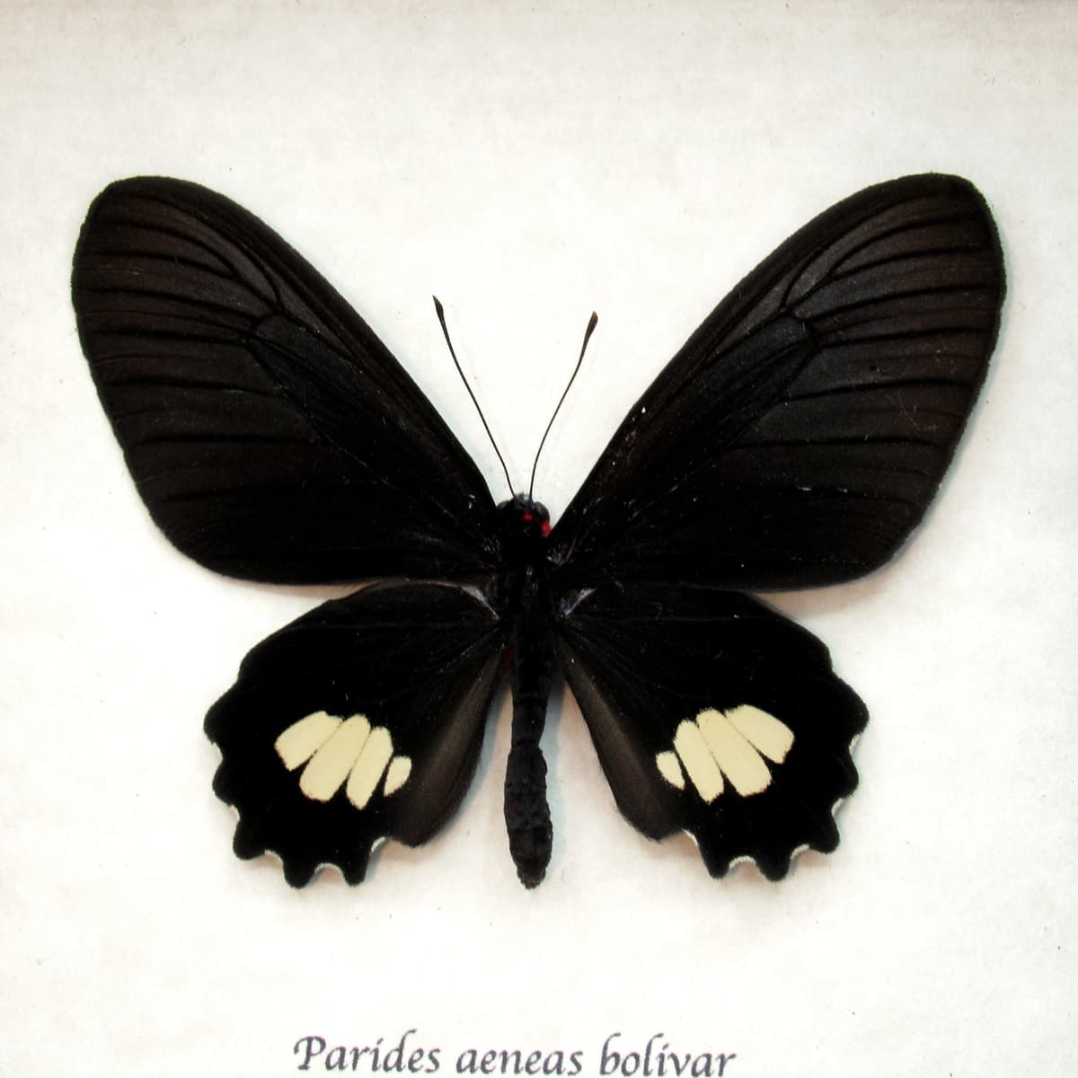 Rare Cattleheart butterfly framed taxidermy - Parides aeneas bolivar - female