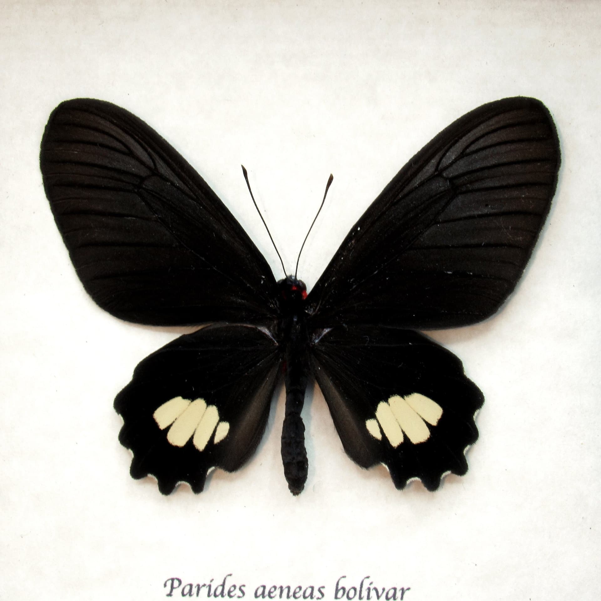 Rare Cattleheart butterfly framed taxidermy - Parides aeneas bolivar - female