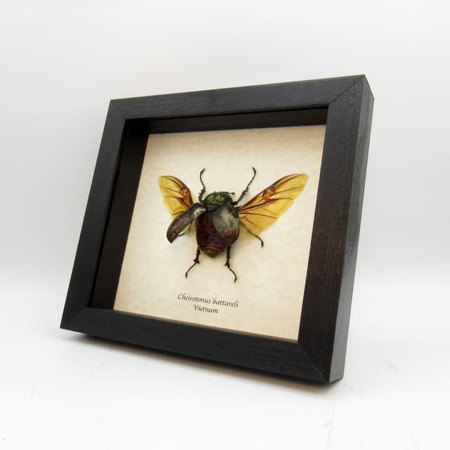 Real Long-armed Scarab beetle framed taxidermy - Cheirotonus battareli - female