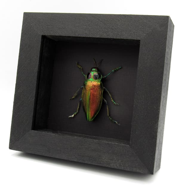 Huge metallic Jewel beetle framed taxidermy - Euchroma gigantea