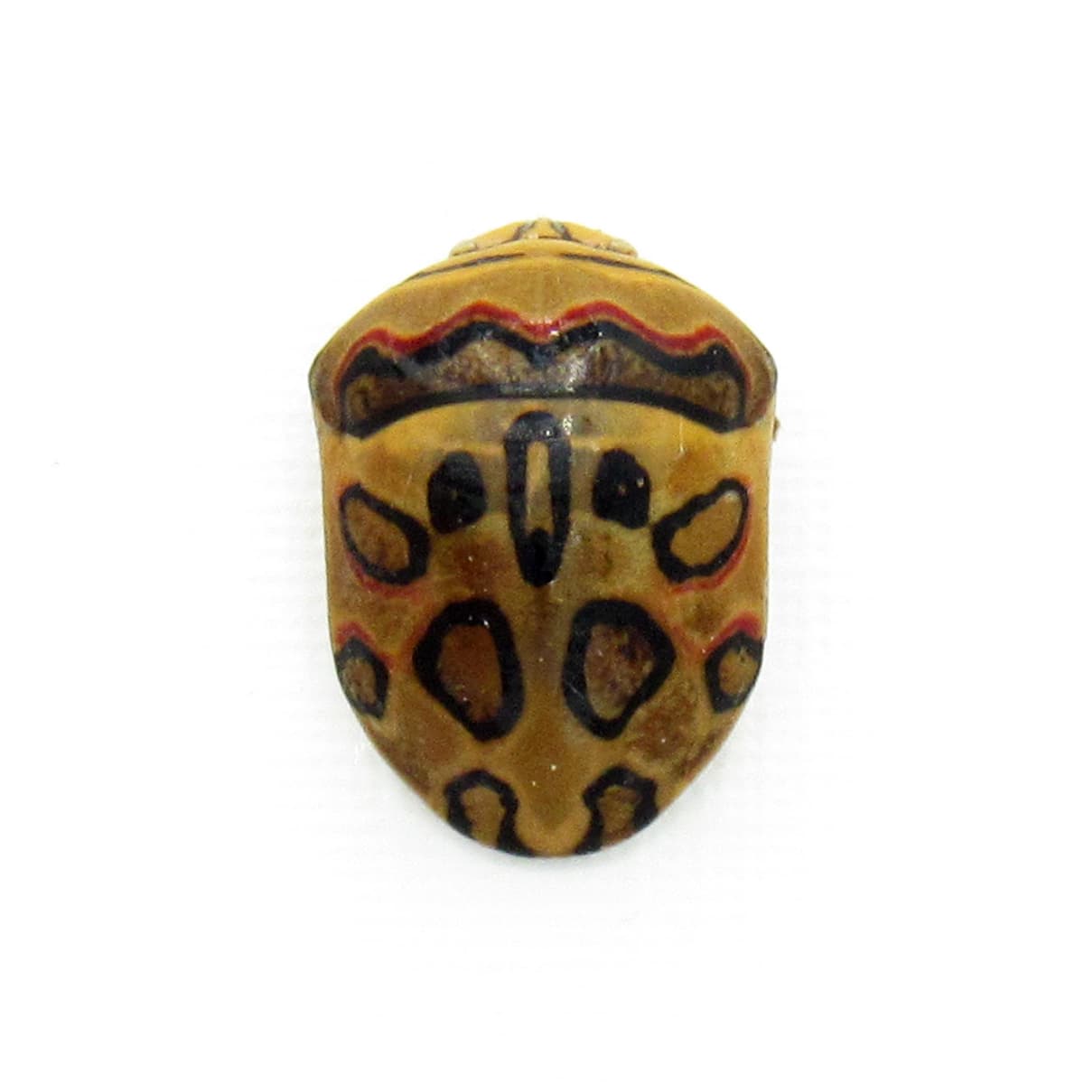 Rare Picasso bug framed taxidermy - Sphaerocoris annulus
