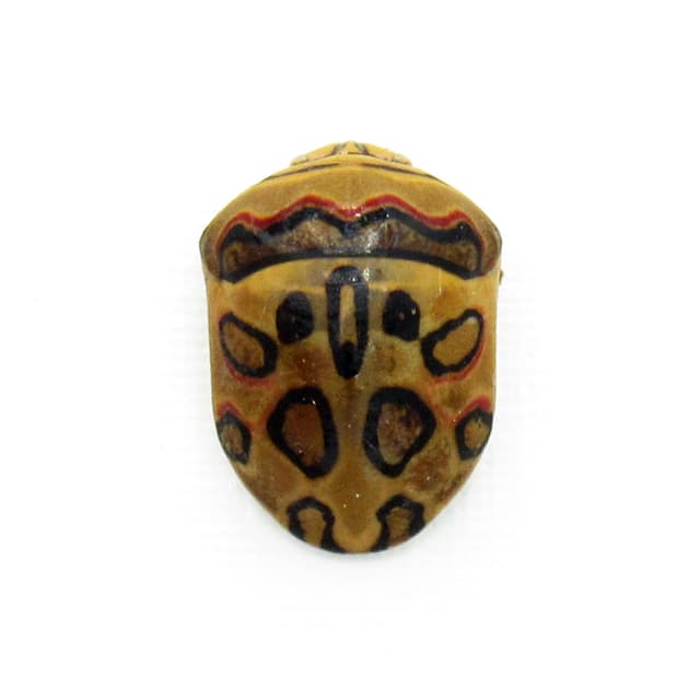 Rare Picasso bug framed taxidermy - Sphaerocoris annulus