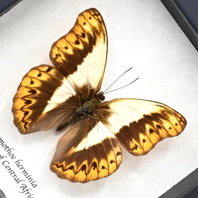 Real Glider butterfly framed taxidermy - Cymothoe herminia