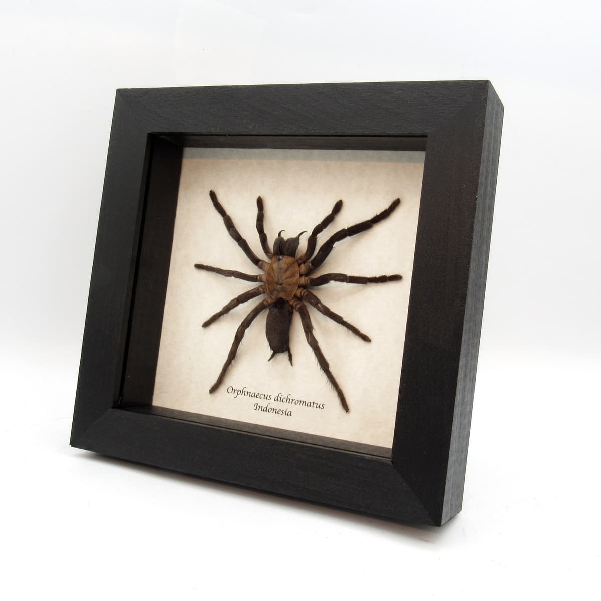 Real New Guinea Black Fury Tarantula spider framed taxidermy - Orphnaecus dichromatus - large