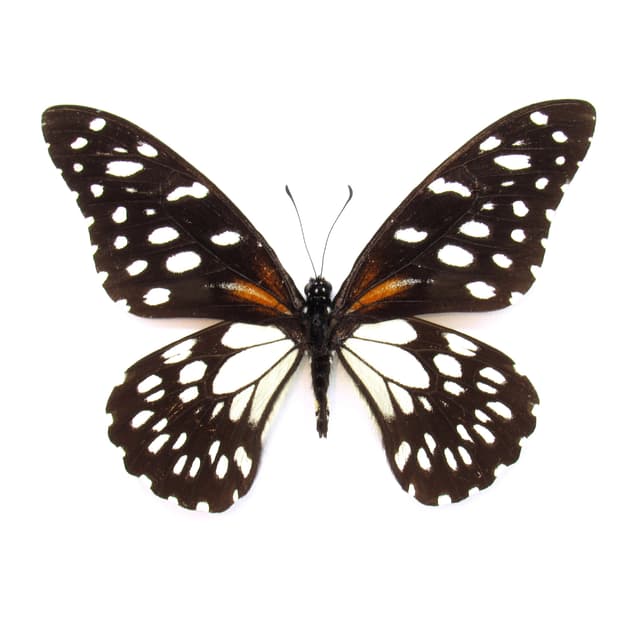 Rare Regal Swallowtail butterfly framed taxidermy - Papilio rex