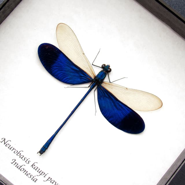 Real large Blue Damselfly Dragonfly framed taxidermy - Neurobases kaupi pavo