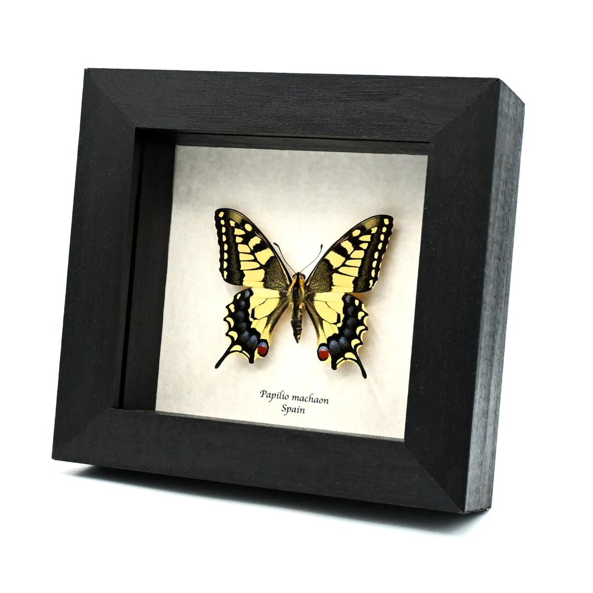 Real yellow Old World Swallowtail butterfly framed taxidermy - Papilio machaon