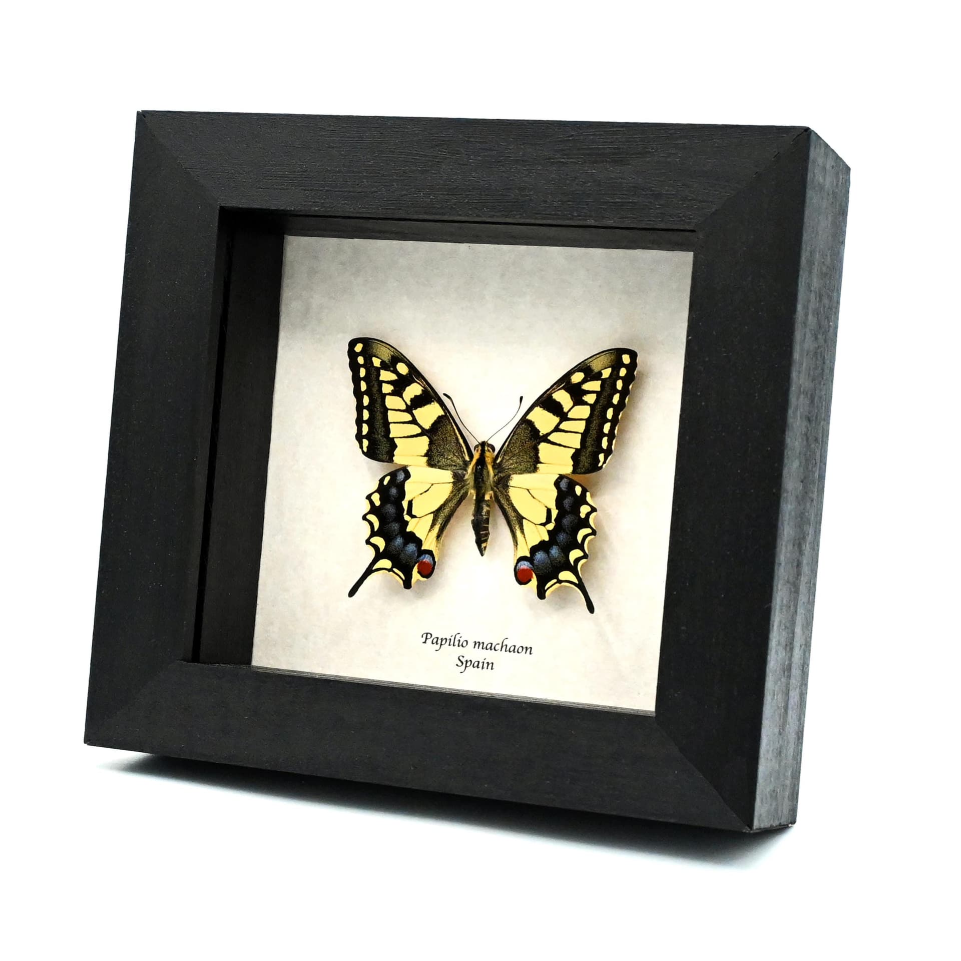 Real yellow Old World Swallowtail butterfly framed taxidermy - Papilio machaon