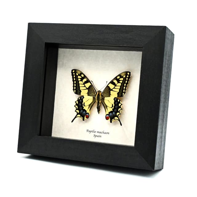 Real yellow Old World Swallowtail butterfly framed taxidermy - Papilio machaon