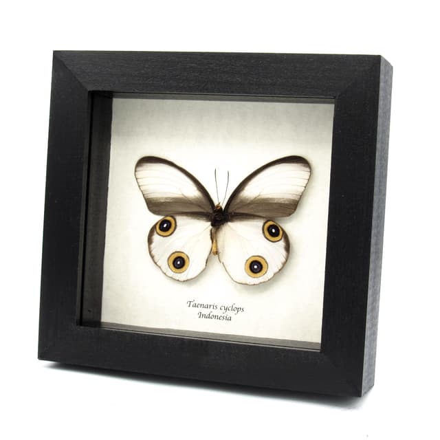 Rare Owl butterfly framed taxidermy - Taenaris cyclops - large female