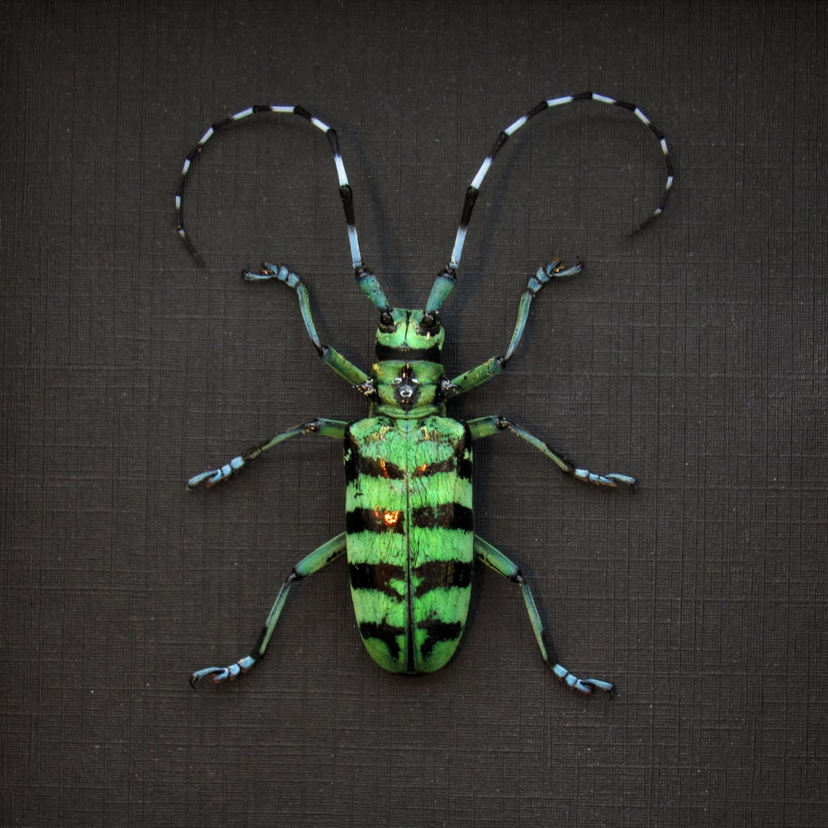 Large real green Longhorn beetle framed taxidermy - Anoplophora birmanica - female