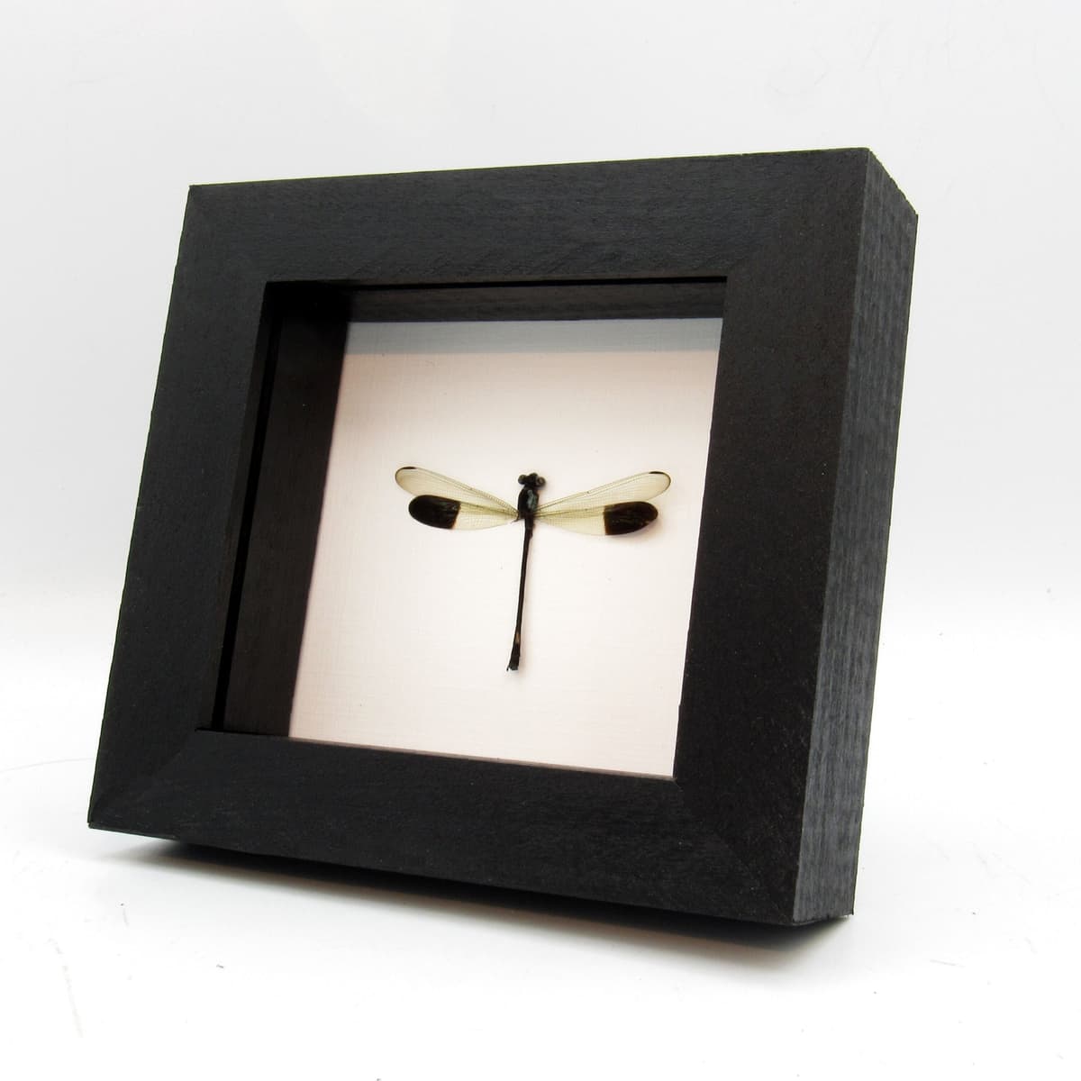 Real tiny Dragonfly framed taxidermy - Euphaea impar