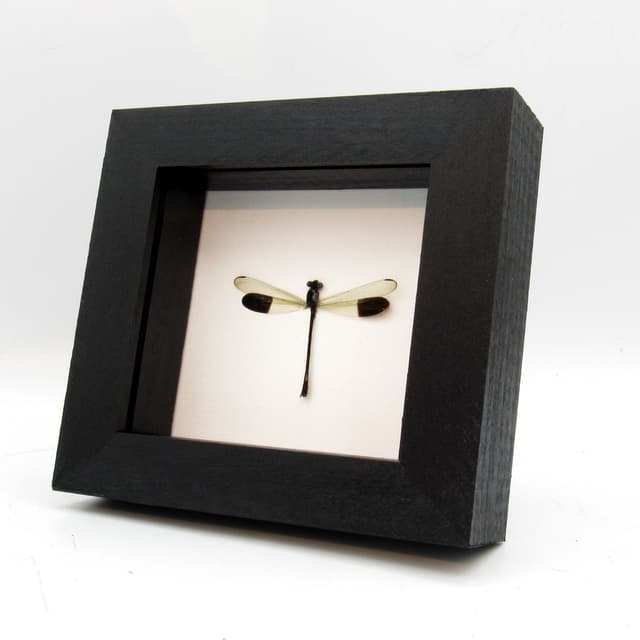 Real tiny Dragonfly framed taxidermy - Euphaea impar