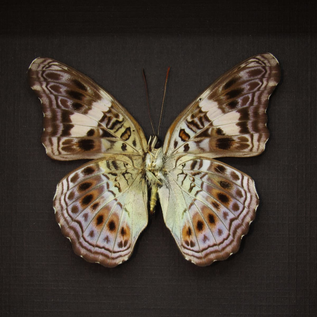 Real lavender butterfly framed taxidermy - Moduza lycone