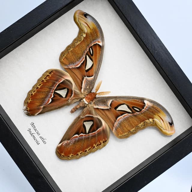 Real Giant Atlas moth framed taxidermy - Attacus atlas - 8.5 inch wingspan