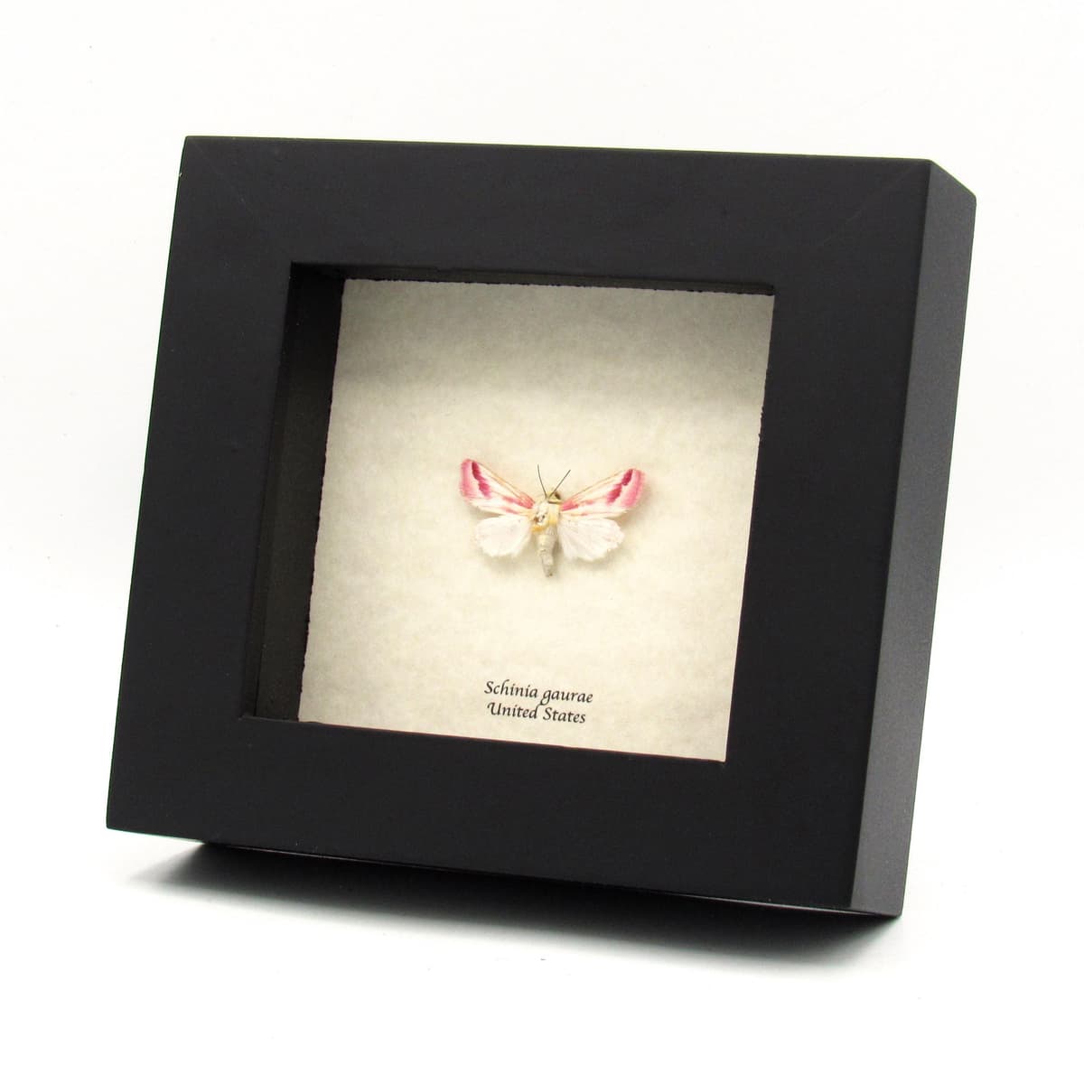 Real tiny Clouded Crimson moth framed taxidermy - Schinia gaurae
