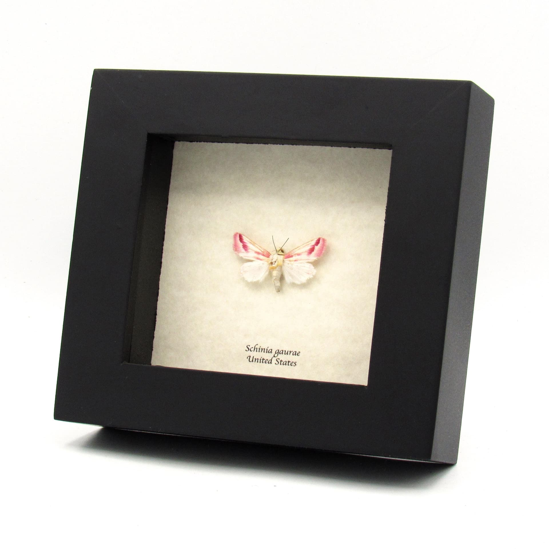 Real tiny Clouded Crimson moth framed taxidermy - Schinia gaurae