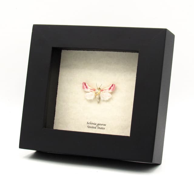 Real tiny Clouded Crimson moth framed taxidermy - Schinia gaurae