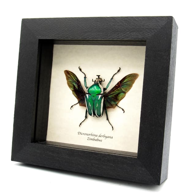 Green metallic scarab beetle framed taxidermy - Dicronorhina derbyana