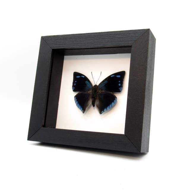 Real blue butterfly framed taxidermy - Memphis xenocrates