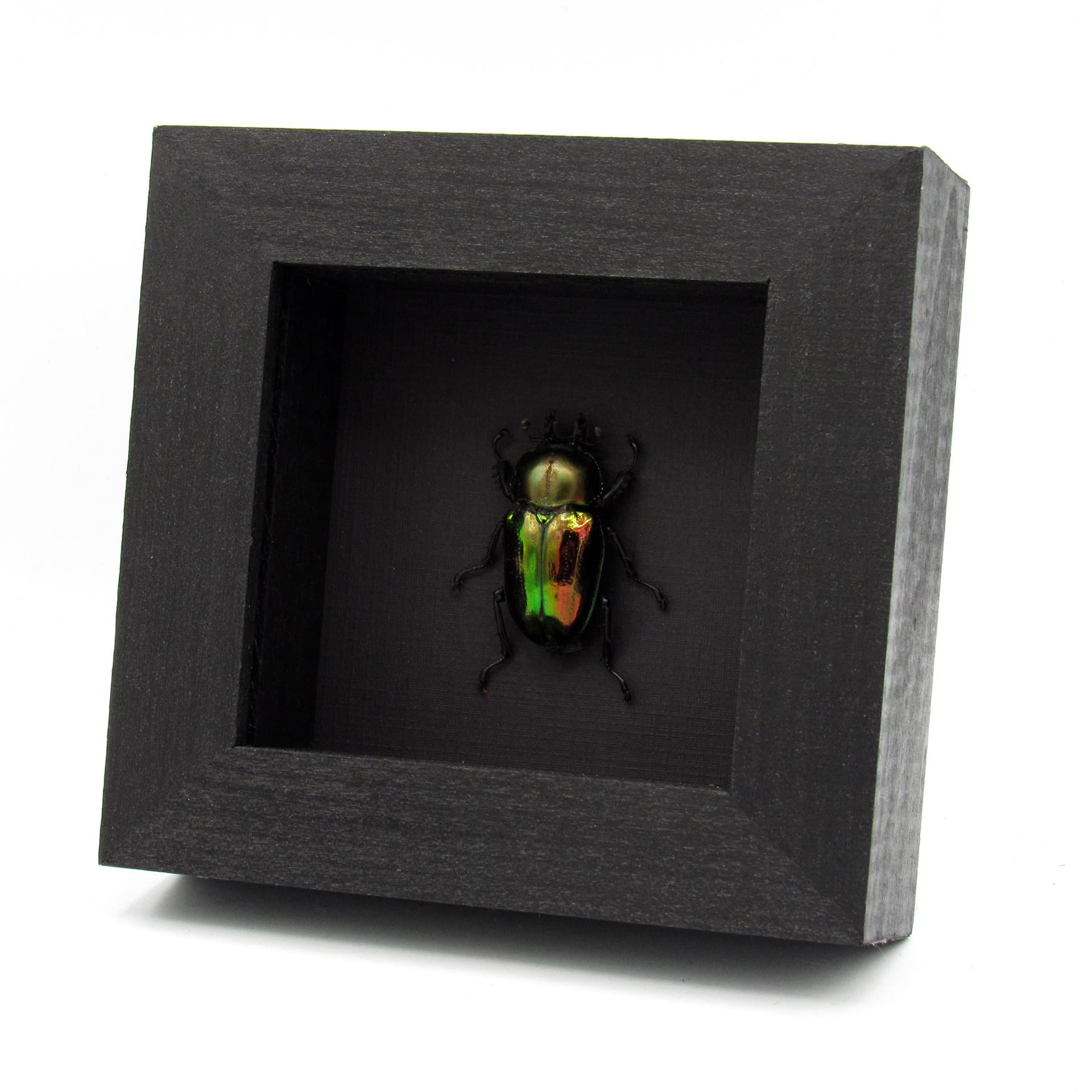 Rare Rainbow Stag beetle framed taxidermy - Phalacrognathus muelleri - female