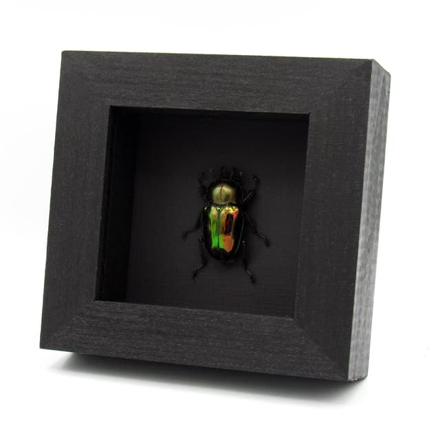 Rare Rainbow Stag beetle framed taxidermy - Phalacrognathus muelleri - female