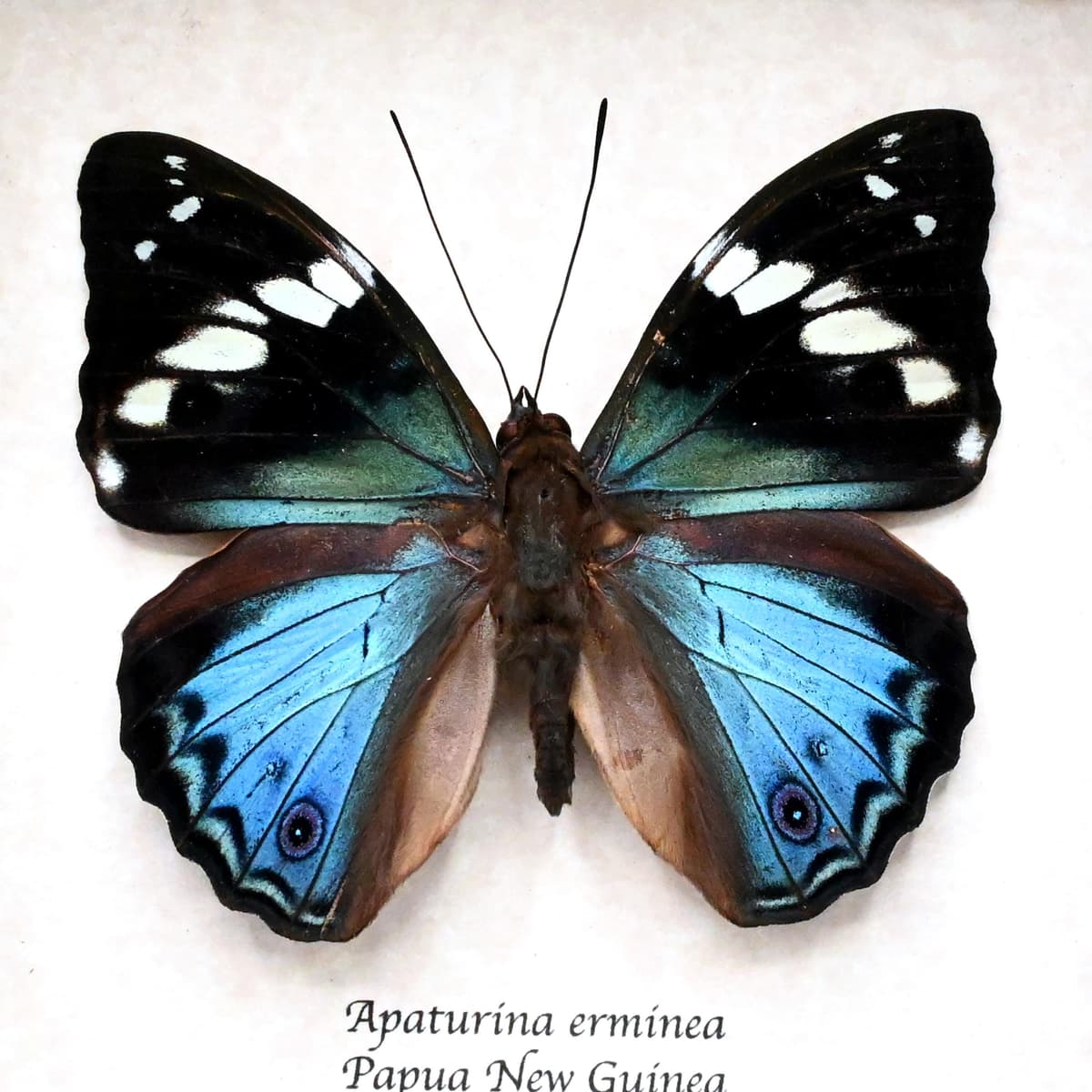 Rare Turquoise Emperor butterfly framed taxidermy - Apaturina erminea