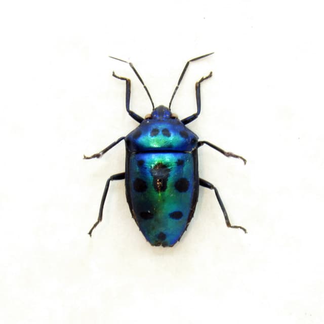Real green bug framed taxidermy - Calliphara nobilis