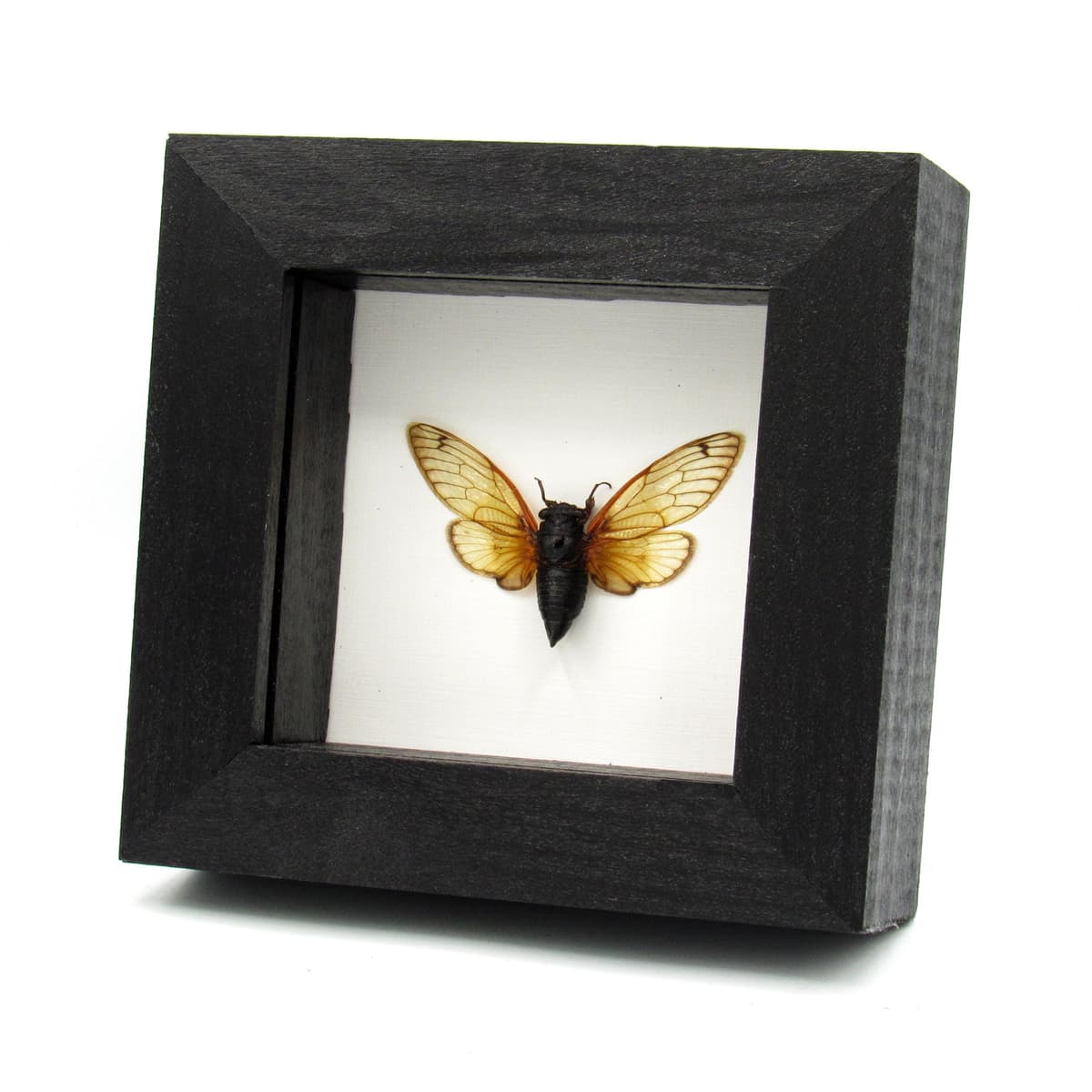 Real 17 Year Pharaoh Periodical Cicada framed taxidermy - Magicicada septendecim - 2024