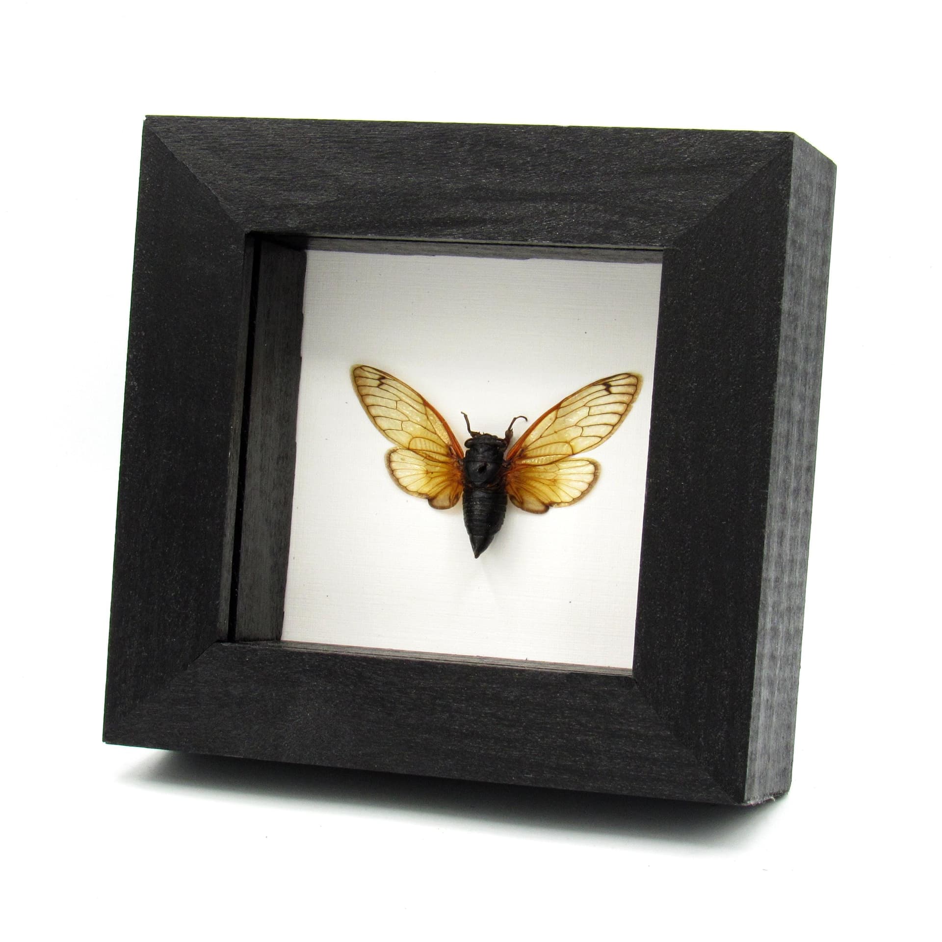 Real 17 Year Pharaoh Periodical Cicada framed taxidermy - Magicicada septendecim - 2024