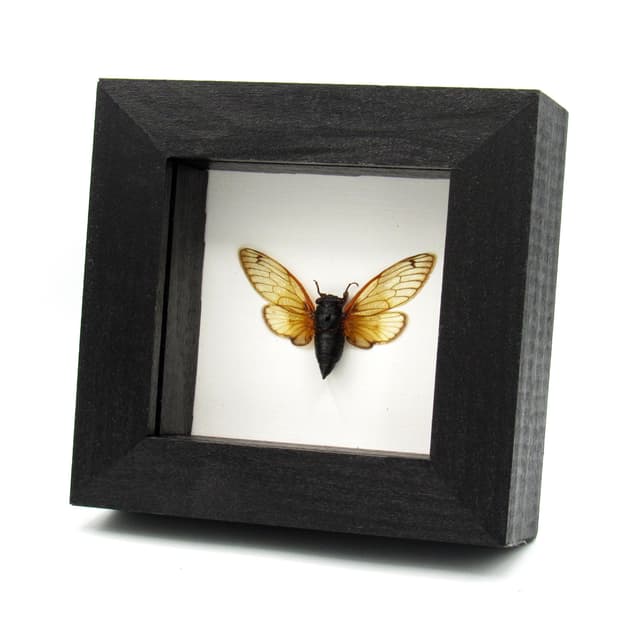 Real 17 Year Pharaoh Periodical Cicada framed taxidermy - Magicicada septendecim - 2024