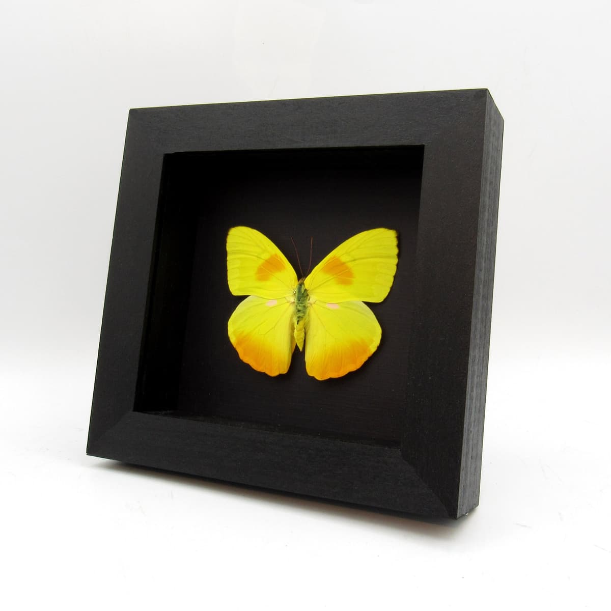 Real yellow butterfly framed taxidermy - Phoebis philea