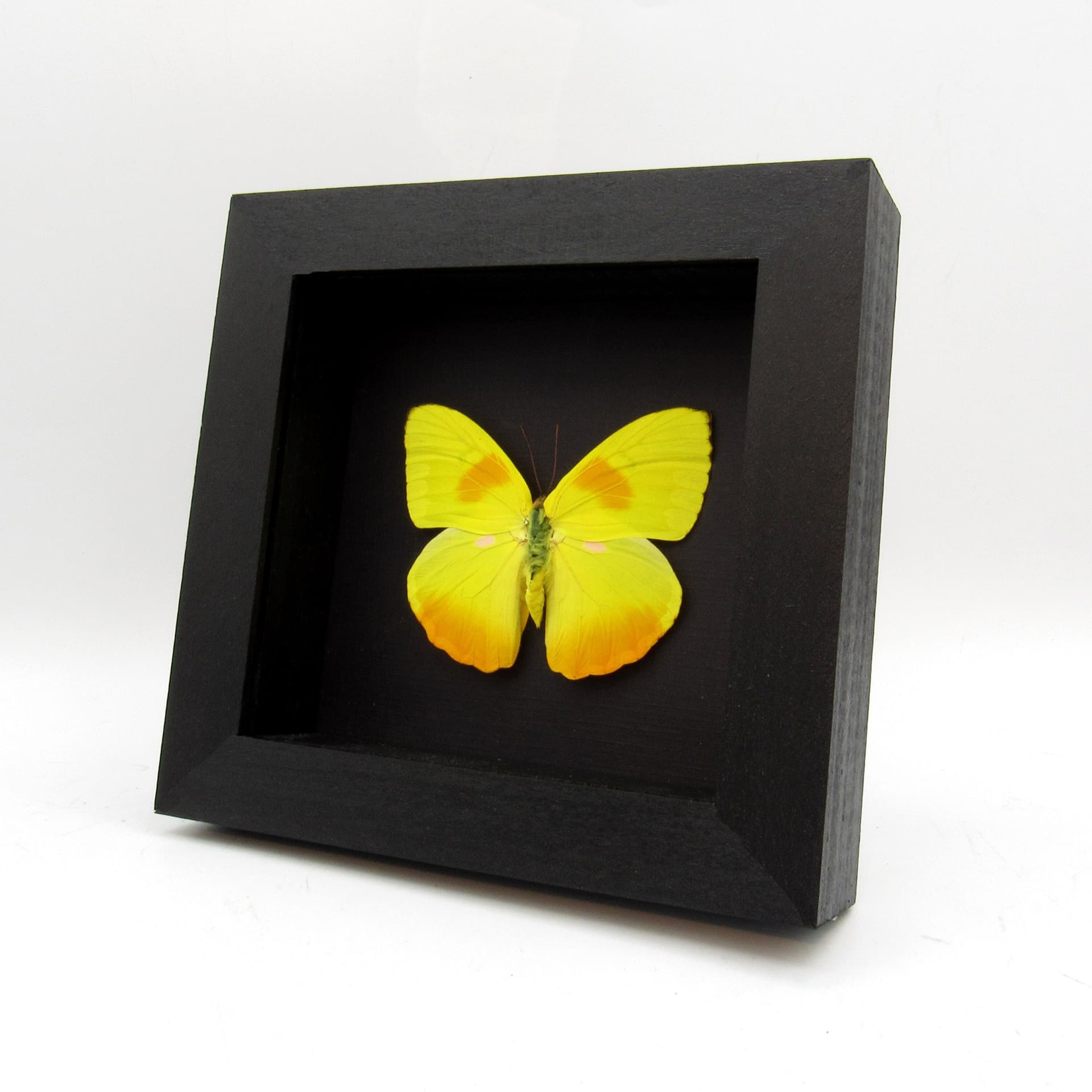 Real yellow butterfly framed taxidermy - Phoebis philea