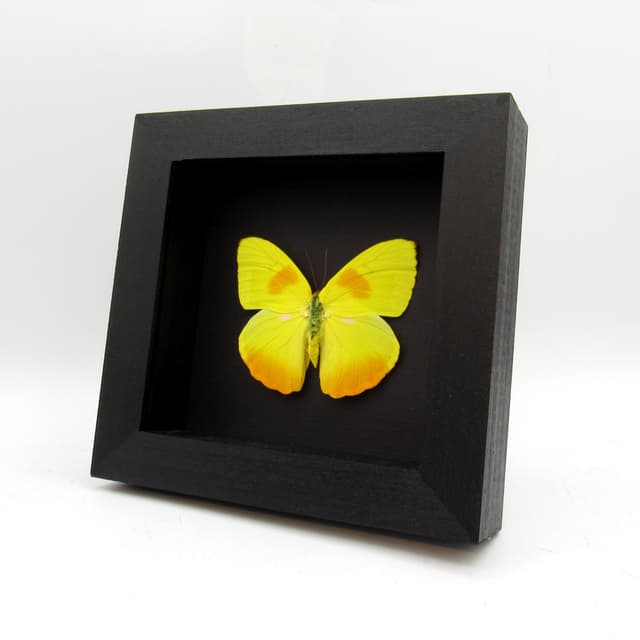 Real yellow butterfly framed taxidermy - Phoebis philea