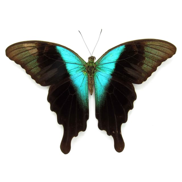 Real blue Swallowtail butterfly framed taxidermy - Papilio peranthus adamantius - Victorian mount