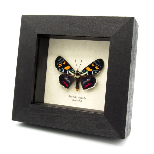 Rare Australian Joseph's Coat moth framed specimen - Agarista agricola