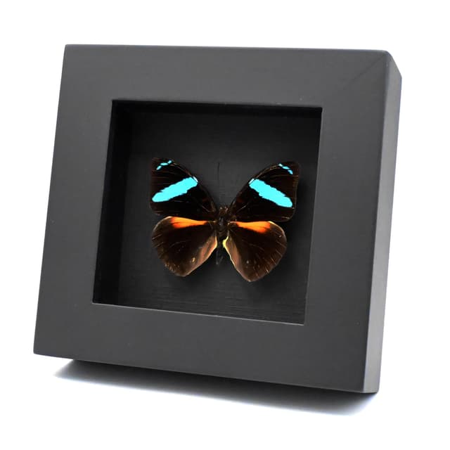 Rare neon blue Olivewing butterfly framed taxidermy - Nessaea aglaura