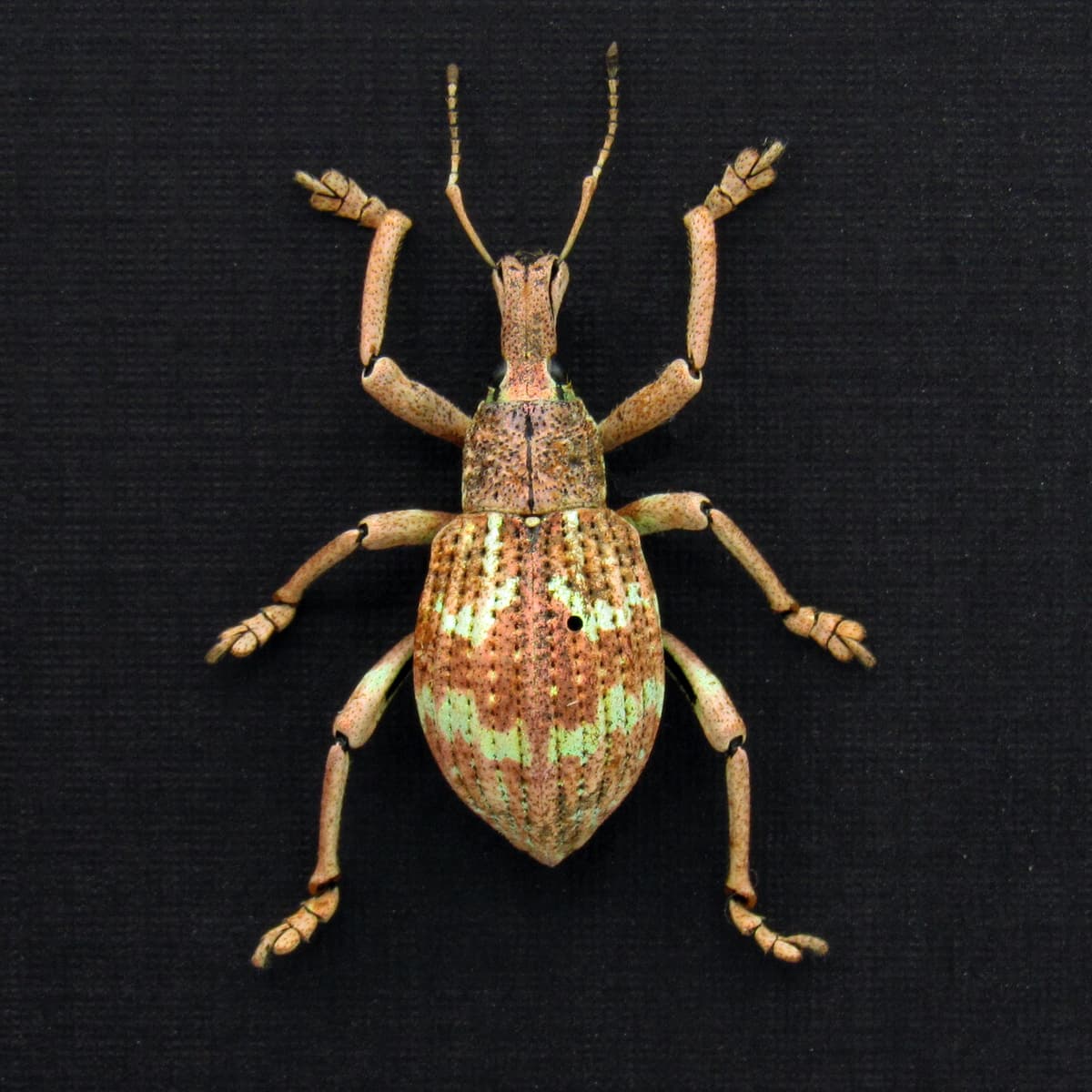 Rare weevil framed taxidermy - Rhinoscapha species